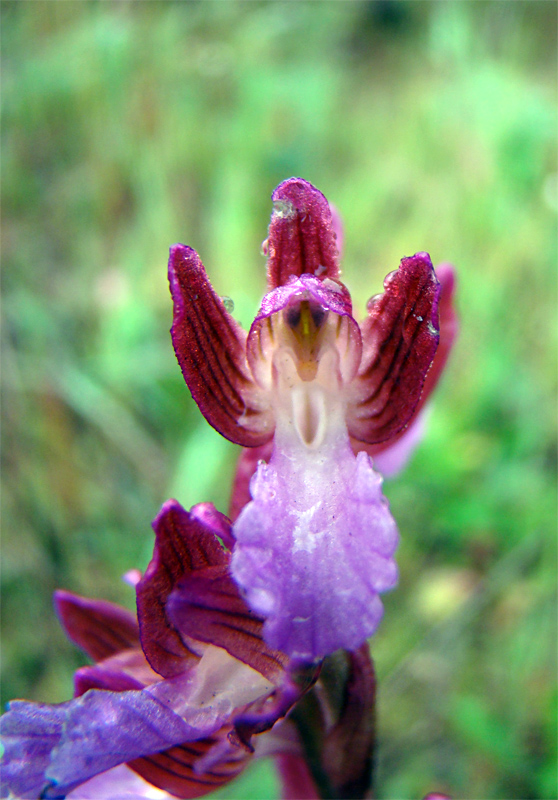 Orchidee spontanee da identificare